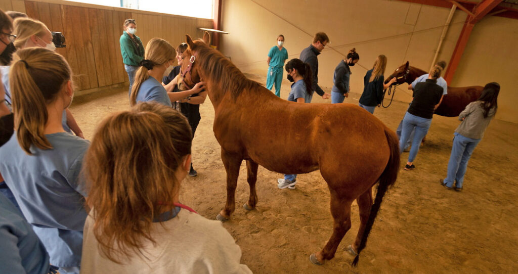 Two horses being examined by teachers and students at UC Davis